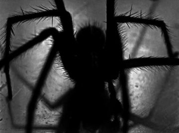 Qué Hacer si te Pica una Araña, un Escorpión o una Oruga