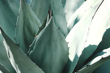 Plantas peligrosas en la naturaleza: cómo identificarlos y protegerte