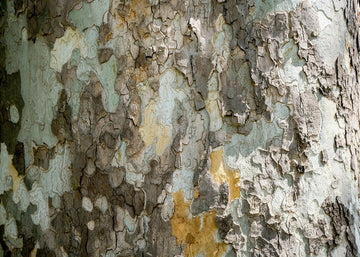 Cómo Camuflarte en la Naturaleza: No Ser Visto ni Detectado