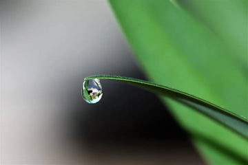 Cómo Hacer un Destilador para Conseguir Agua en la Naturaleza