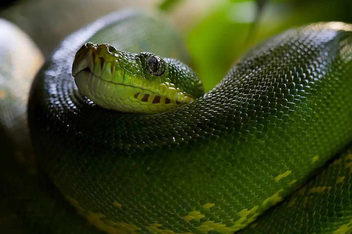 ¿Te Mordió una Serpiente? Guía Práctica para Reaccionar