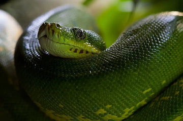 ¿Te Mordió una Serpiente? Guía Práctica para Reaccionar