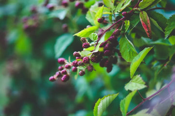 Plantas Silvestres Comestibles: Cómo Identificarlas y Evitar Intoxicaciones