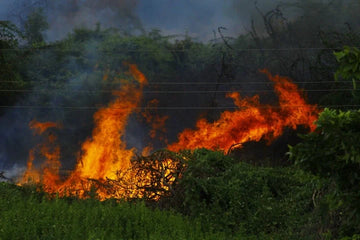 Cómo Sobrevivir a un Incendio
