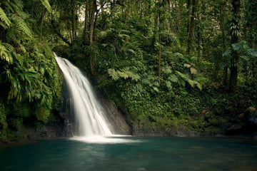 Cómo Encontrar Agua y Comida en la Selva
