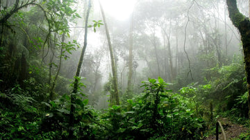 ¿Cómo Sobrevivir en la Selva?