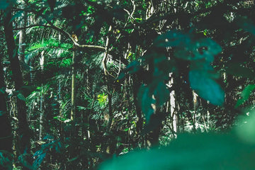 Cómo Cruzar la Selva sin Perderte